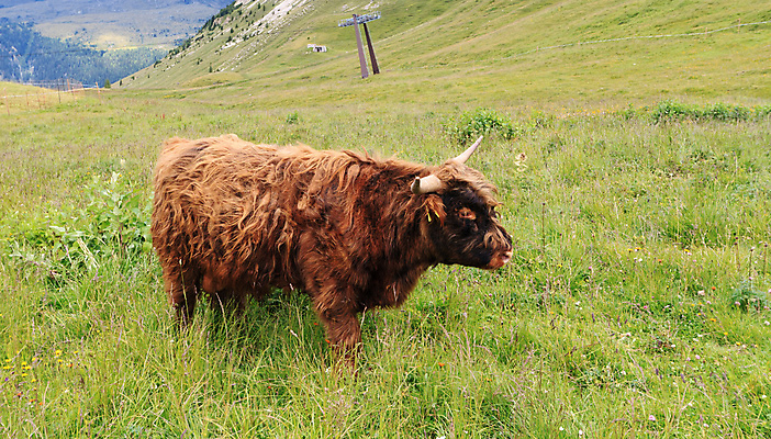 포토 JPG 해외이미지 동물 1 유럽 밭 농업 포유류 자연 산 털 뿔 풍경 사람없음 야외 여름 농장 갈색 머리 가축 시골 소 닫기 방목 산악지대 기르기 스코틀랜드 해외202004 해외포토 계절 나라 산업 컬러 모션 영국 신체부위 축산업 생태계 돌봄 파일형식 이미지허브