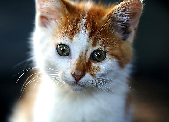 포토 JPG 해외이미지 동물 백그라운드 3 서기 앉기 사람없음 빨간색 반려동물 귀여움 고양이 어둠 아기 달콤 작음 만족 부화 총구 해외202004 해외포토 감정 컬러 컨셉 포유류 모션 사람 맛 크기 파일형식 이미지허브