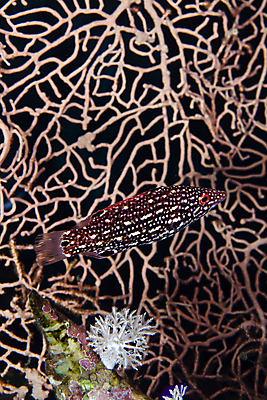 포토 JPG 해외이미지 동물 야생동물 바다 백그라운드 학교 자연 바닥 이집트 어류 사람없음 빨간색 초록색 물 파란색 빛 컬러풀 태양 환경 수중 광선 산호 아래 생태계 소금 부드러움 암초 대서양 내추럴 소금물 이국적 해외202004 해외포토 자연요소 교육 컬러 아프리카 수중동물 감각 자포동물 방향 위치 파일형식 이미지허브