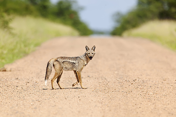 포토 JPG 해외이미지 동물 야생동물 포유류 자연 사람없음 옆모습 줄무늬 사파리 육식동물 멸종 송곳니 해외202004 해외포토 뷰포인트 무늬 치아 생태계 파일형식 이미지허브