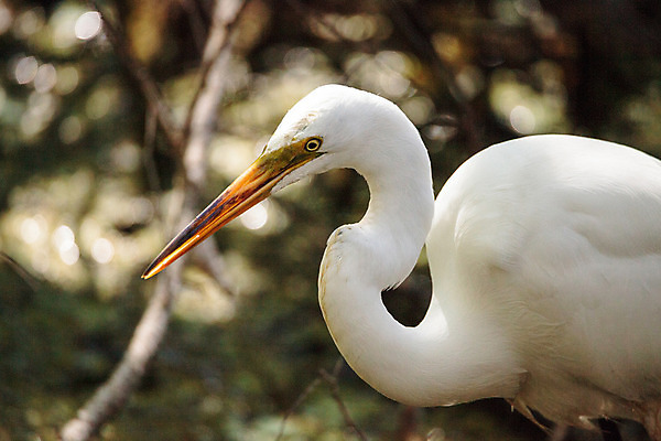 포토 JPG 해외이미지 동물 야생동물 자연 조류 사람없음 연못 습지 왜가리 깃털 나폴리 플로리다 해외202004 해외포토 미국 이탈리아 생태계 파일형식 이미지허브