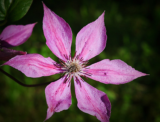 포토 JPG 해외이미지 꽃 손가락 취미 사람없음 초록색 보라색 성장 원예 해외202004 해외포토 식물 손 컬러 파일형식 이미지허브