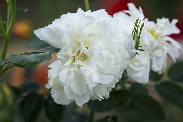 포토 JPG 해외이미지 식물 계절 꽃잎 꽃 잎 꽃무늬 자연 사람없음 야외 초록색 컬러풀 장미 환경 정원 봄 성장 벚꽃 흰색 신선 개화 닫기 묘사 원예 향기 내추럴 더블 해외202004 해외포토 컬러 무늬 모션 취미 생태계 냄새 파일형식 이미지허브