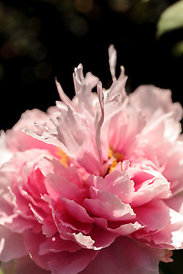 포토 JPG 해외이미지 나무 식물 꽃 자연 사람없음 정원 봄 벚꽃 작약 해외202004 해외포토 계절 생태계 파일형식 이미지허브