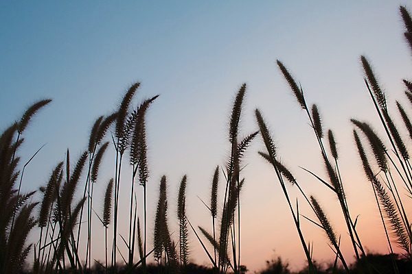포토 JPG 해외이미지 식물 구름 꽃 음식 줄기 섬 백그라운드 잎 밭 농업 태국 자연 하늘 추상 풍경 사람없음 야외 초록색 여름 파란색 컬러풀 햇빛 농장 노란색 일몰 에너지 수확 성장 시골 신선 땅 부드러움 밀짚 내추럴 모리셔스 밭일 해외202004 해외포토 자연요소 계절 산업 아시아 컬러 무늬 태양 노을 감각 짚 생태계 파일형식 이미지허브