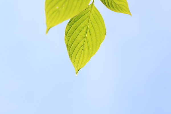 포토 JPG 해외이미지 나무 백그라운드 잎 자연 사람없음 야외 초록색 햇빛 태양 성장 신선 숲 해외202004 해외포토 자연요소 식물 컬러 생태계 파일형식 이미지허브