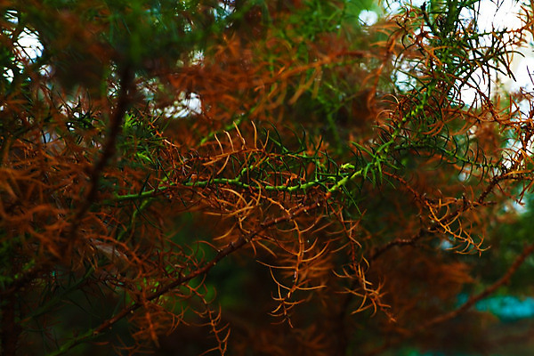 포토 JPG 해외이미지 식물 직업 줄기 잎 자연 휴식 산 이끼 미술 취미 사람없음 장식 빨간색 초록색 물 빛 평화 환경 정원 수중 침묵 업무 우아함 숲 작음 탱크 좁은 수족관 산소 동물상 민물 이산화탄소 해외202004 해외포토 자연요소 컬러 컨셉 문화예술 조형물 소리 작업 원소 크기 생태계 파일형식 이미지허브