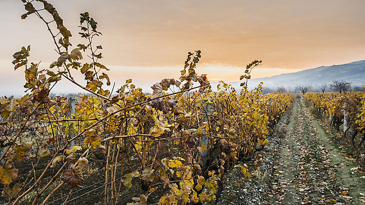 포토 JPG 해외이미지 여행 밭 농업 자연 하늘 포도 아침 풍경 사람없음 야외 빨간색 초록색 태양 농장 노란색 일출 와인 계곡 일몰 성장 가을 시골 포도밭 포도나무 양조장 해외202004 해외포토 주간 자연요소 계절 산업 컬러 과일 주류 노을 과일나무 생태계 파일형식 이미지허브