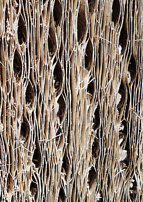 포토 JPG 해외이미지 나무 백그라운드 패턴 자연 벽지 표면 날씨 추상 선인장 건조 사람없음 목재 갈색 환경 공백 거친 널 숲 묘사 질감 날것 나무껍질 내추럴 수목 옛날 카피스페이스 해외202004 해외포토 식물 컬러 무늬 재료 껍질 생태계 파일형식 이미지허브