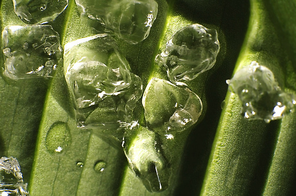 포토 JPG 해외이미지 모양 백그라운드 잎 유리 추상 따뜻함 사람없음 초록색 물 얼음 블록 젖음 추위 투명 시원함 크리스탈 큐브 서리 소금 빙산 석호 내추럴 냉각기 냉동고 이국적 해외202004 해외포토 자연요소 식물 컬러 무늬 재질 광석 파일형식 이미지허브