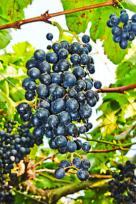 포토 JPG 해외이미지 음식 잎 농업 과일 자연 포도 매달리기 사람없음 야외 빨간색 초록색 여름 파란색 농작물 보라색 성장 가을 시골 다발 포도밭 포도나무 숙성 줄서기 해외202004 해외포토 식물 계절 산업 컬러 밭 모션 과일나무 생태계 파일형식 이미지허브