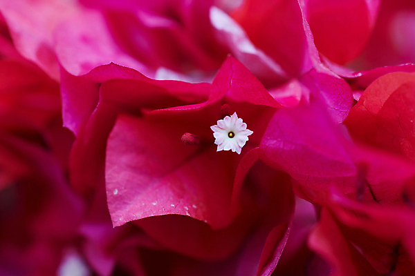 포토 JPG 해외이미지 나무 식물 계절 꽃 분홍색 백그라운드 꽃무늬 자연 사람없음 장식 여름 컬러풀 보라색 봄 벚꽃 흰색 신선 개화 내추럴 해외202004 해외포토 컬러 무늬 생태계 파일형식 이미지허브