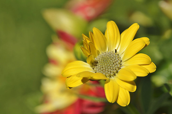 포토 JPG 해외이미지 식물 계절 꽃잎 꽃 백그라운드 꽃무늬 자연 국화 종류 사람없음 여름 빛 컬러풀 노란색 봄 벚꽃 흰색 신선 자주색 자르기 오브젝트 싱글 질감 데이지 거베라 고립 꽃수술 파스텔톤 해외202004 해외포토 컬러 무늬 모션 생태계 파일형식 이미지허브