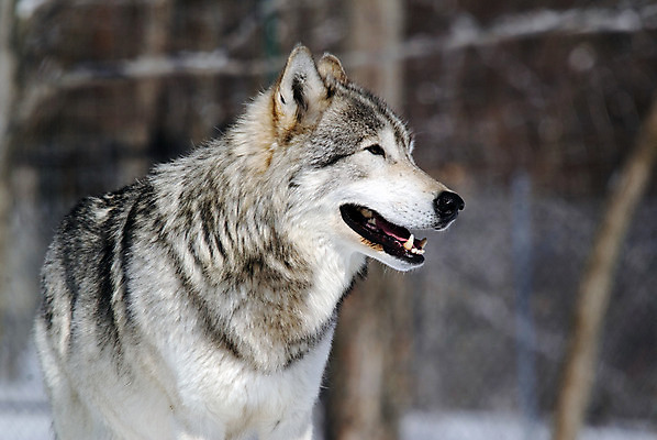 포토 JPG 해외이미지 동물 야생동물 겨울 포유류 사람없음 회색 육식동물 늑대 송곳니 해외202004 해외포토 계절 컬러 치아 파일형식 이미지허브