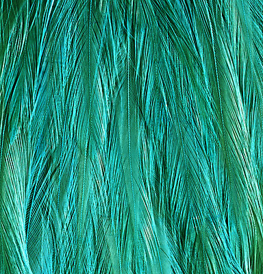 포토 JPG 해외이미지 동물 남자 야생동물 패턴 날개 오렌지 자연 조류 사람없음 장식 빨간색 초록색 파란색 컬러풀 검은색 기차 부채 공작 깃털 꼬리 부리 마법 이국적 해외202004 해외포토 육상교통 컬러 무늬 과일 대중교통 사람 생태계 파일형식 이미지허브