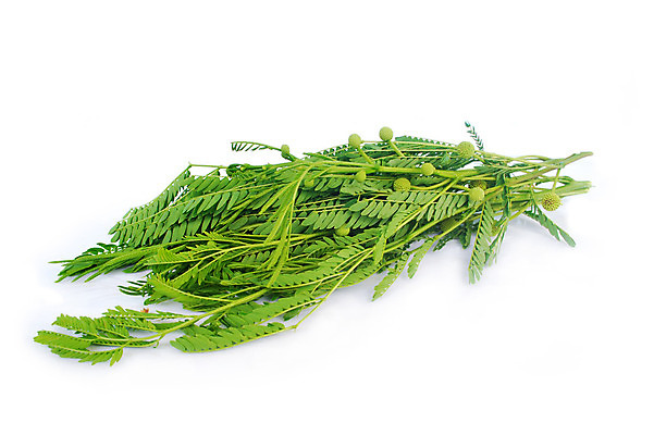 포토 JPG 해외이미지 나무 식물 디자인 아시아 음식 백그라운드 잎 농업 채소 과일 태국 자연 안내 돌담 건강 씨앗 사람없음 초록색 여름 반사 정원 봄 성장 흰색 신선 허브 유기농 내추럴 아카시아 추출 해외202004 해외포토 웰빙 계절 나라 산업 컬러 담장 돌_바위 생태계 파일형식 이미지허브