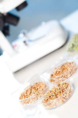 포토 JPG 해외이미지 음식 과학 농업 현미경 실험 옥수수 씨앗 사람없음 농작물 약 장비 실험실 생명공학 작음 낟알 밀 분석 유기농 생태계 내추럴 개발 바이오 유전 유전자변형 제어 화학물질 해외202004 해외포토 식물 웰빙 산업 컨셉 의학 곡류 실험기구 화학 크기 파일형식 이미지허브