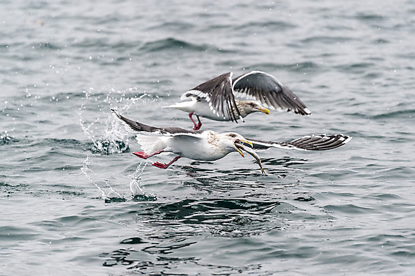 포토 JPG 해외이미지 동물 야생동물 바다 자연 갈매기 조류 하늘 사람없음 야외 일본 흰색 사파리 홋카이도 포식 해외202004 해외포토 아시아 컬러 생태계 파일형식 이미지허브