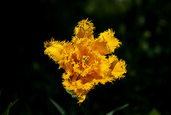 포토 JPG 해외이미지 꽃잎 꽃 잎 자연 따뜻함 사람없음 초록색 빛 노란색 정원 봄 튤립 이슬 보케 부드러움 해외202004 해외포토 식물 계절 컬러 감각 생태계 파일형식 이미지허브