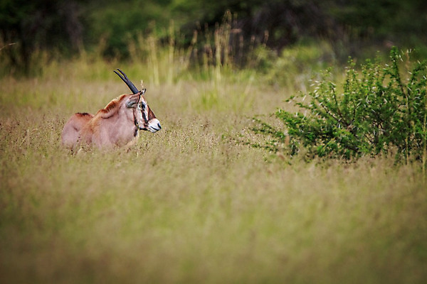 포토 JPG 해외이미지 동물 공원 야생동물 여행 포유류 아프리카 자연 초식동물 휴가 사슴 뿔 동물원 사람없음 야외 갈색 검은색 사막 흰색 황무지 보호 위험 사파리 영양 내추럴 가젤 나미비아 동물상 사바나 생태학 전국 해외202004 해외포토 공공시설 교육 나라 컬러 컨셉 조형물 생태계 남아프리카 파일형식 이미지허브
