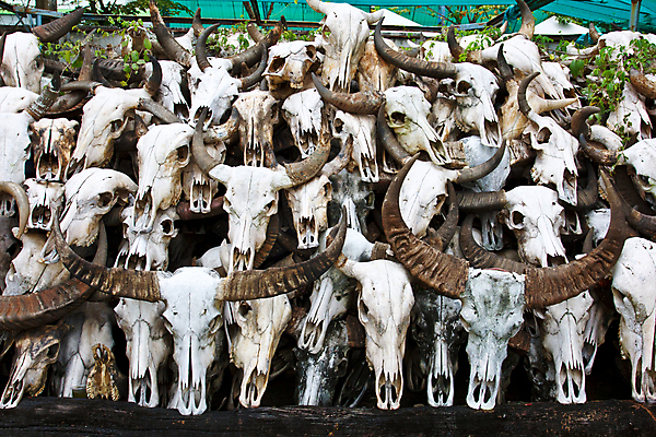 포토 JPG 해외이미지 동물 아시아 백그라운드 포유류 태국 자연 뿔 미술 사람없음 장식 머리 쌓기 죽음 그룹 소 무서움 심볼 황소 흙더미 옛날 특별함 해골모형 해외202004 해외포토 감정 나라 컨셉 모션 문화예술 신체부위 모형 흙 생태계 파일형식 더미 이미지허브