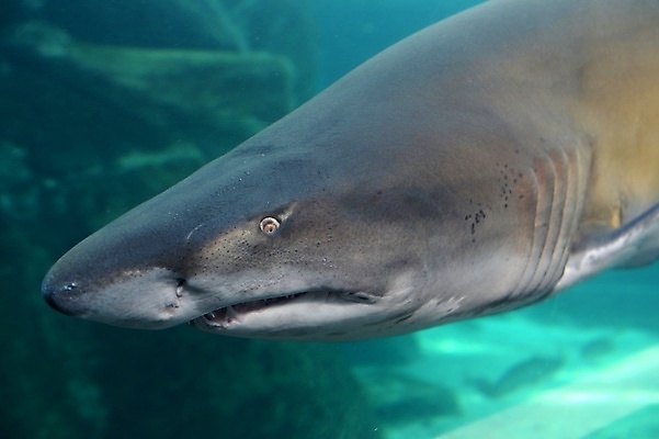 포토 JPG 해외이미지 동물 1 아시아 호수 야생동물 바다 과학 패턴 자연 낚시 추상 생물 어류 동양인 사람없음 빨간색 물 파란색 일본 보라색 검은색 수중 수영 줄무늬 최고 점 그룹 닫기 정상 싱글 탱크 지느러미 상어 수족관 해파리 찌르기 깊이 해외202004 해외포토 자연요소 나라 컬러 무늬 모션 레저 인종 수중동물 수상스포츠 자포동물 생태계 파일형식 이미지허브