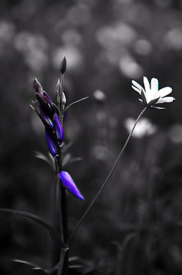 포토 JPG 해외이미지 영어 꽃 영국 잉글랜드 흑백 사람없음 봄 보케 블루벨 삼림지대 아네모네 해외202004 해외포토 식물 문자 계절 유럽 촬영기법 숲 파일형식 이미지허브