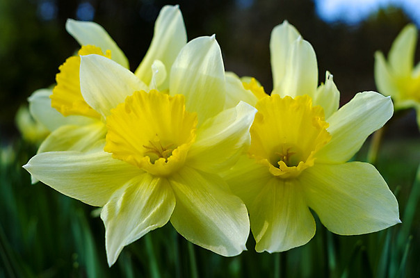 포토 JPG 해외이미지 식물 계절 꽃잎 꽃 꽃다발 백그라운드 자연 휴가 사람없음 장식 초록색 빛 컬러풀 노란색 정원 봄 벚꽃 우아함 허브 수선화 내추럴 고립 해외202004 해외포토 컬러 컨셉 생태계 파일형식 이미지허브