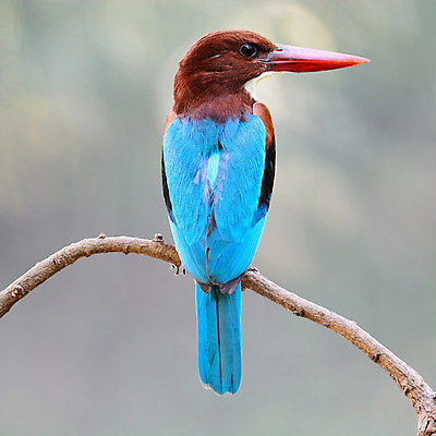 포토 JPG 해외이미지 동물 야생동물 태국 자연 조류 사람없음 파란색 컬러풀 흰색 깃털 사냥 부리 계산서 물총새 이국적 해외202004 해외포토 아시아 컬러 생태계 파일형식 이미지허브