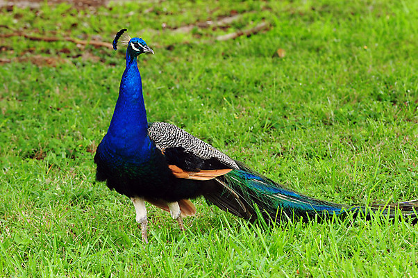 포토 JPG 해외이미지 동물 야생동물 조류 사람없음 야외 파란색 컬러풀 활발 공작 깃털 해외202004 해외포토 컬러 컨셉 파일형식 이미지허브