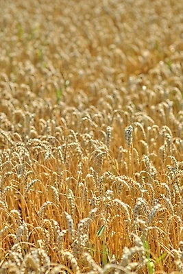 포토 JPG 해외이미지 밭 농업 옥수수 사람없음 여름 노란색 수확 가을 황금 낟알 밀 스파이크 밭일 숙성 해외202004 해외포토 계절 산업 컬러 곡류 파일형식 이미지허브