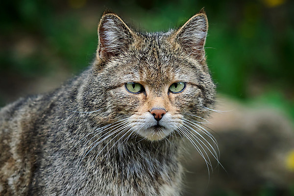 포토 JPG 해외이미지 동물 유럽 얼굴 야생동물 포유류 자연 수염 앉기 성인 사람없음 야외 고양이 줄무늬 가을 황무지 숲 사냥 육식동물 사냥꾼 얼룩무늬 멸종 스코틀랜드 해외202004 해외포토 직업 계절 나라 무늬 모션 영국 사람 신체부위 반려동물 생태계 파일형식 이미지허브