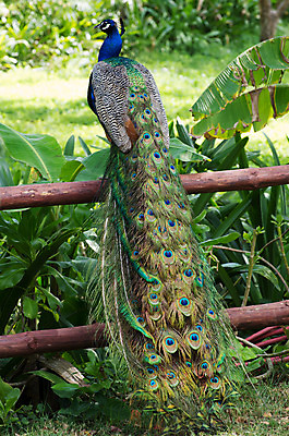 포토 JPG 해외이미지 동물 남자 야생동물 백그라운드 패턴 자연 조류 기술 사람없음 가로 초록색 파란색 컬러풀 머리 활발 우아함 공작 전시회 깃털 꼬리 부리 목 보여주기 꿩 수탉 멀티 웅장함 터키석 해외202004 해외포토 컬러 컨셉 무늬 모션 사람 신체부위 전시 닭 보석 수컷 생태계 파일형식 이미지허브