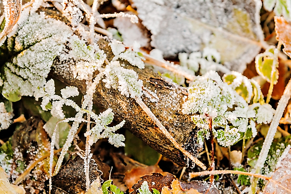 포토 JPG 해외이미지 나무 식물 계절 백그라운드 단풍 잎 겨울 자연 아침 날씨 추상 사람 풍경 잔디 사람없음 야외 가로 빨간색 초록색 갈색 노란색 냉동 얼음 추위 성장 가을 시골 죽음 변화 숲 크리스탈 땅 심볼 서리 온도 멀티 해외202004 해외포토 주간 자연요소 컬러 컨셉 무늬 광석 생태계 파일형식 이미지허브