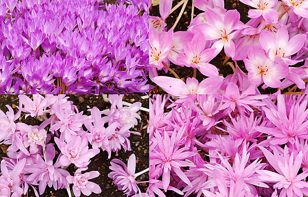 포토 JPG 해외이미지 식물 계절 공원 꽃잎 꽃 줄기 잎 꽃무늬 자연 사람없음 세트 새싹 정원 보라색 봄 벚꽃 개화 제비꽃 화단 모음 강렬 꽃수술 땅바닥 헌병 해외202004 해외포토 공공시설 컬러 무늬 바닥 군인 생태계 파일형식 이미지허브