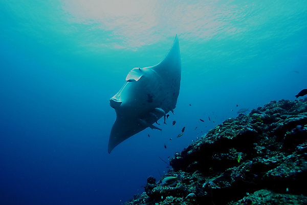 포토 JPG 해외이미지 동물 야생동물 여행 자연 휴식 어류 풍경 사람없음 물 파란색 수중 산호 다이빙 태평양 암초 에콰도르 갈라파고스 깊이 해외202004 해외포토 자연요소 바다 컬러 컨셉 수영 수중동물 남아메리카 자포동물 생태계 수중스포츠 파일형식 이미지허브