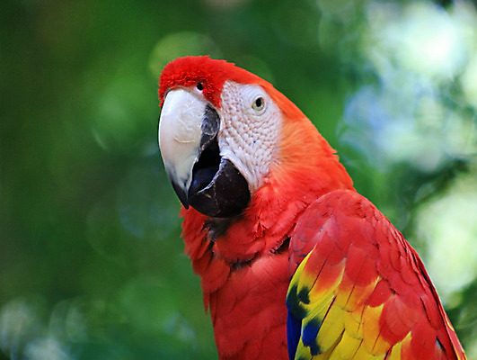 포토 JPG 해외이미지 동물 날개 자연 조류 사람없음 빨간색 파란색 반려동물 컬러풀 깃털 부리 앵무새 진홍색 멸종 마카오 이국적 해외202004 해외포토 컬러 생태계 파일형식 이미지허브