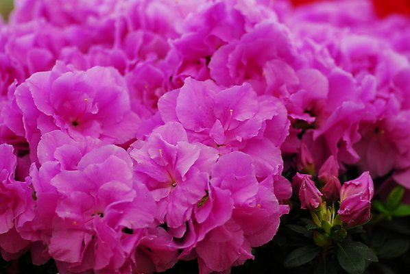 포토 JPG 해외이미지 식물 꽃 분홍색 자연 사람없음 정원 봄 진달래 원예 향기 해외202004 해외포토 계절 컬러 취미 생태계 냄새 파일형식 이미지허브