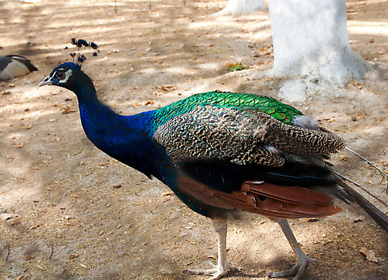 포토 JPG 해외이미지 동물 야생동물 포즈 패턴 날개 자연 조류 사람없음 초록색 파란색 컬러풀 검은색 흰색 공작 깃털 부리 수탉 계산서 동물상 암탉 해외202004 해외포토 컬러 무늬 조형물 닭 암컷 수컷 생태계 파일형식 이미지허브