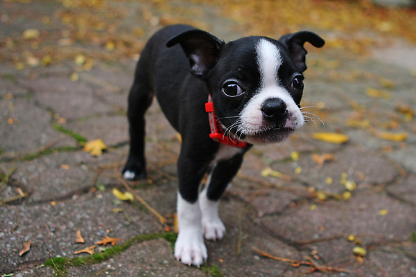 포토 JPG 해외이미지 동물 1 응시 새끼 백그라운드 생물 털 앉기 사람없음 반려동물 장난감 갈색 머리 검은색 흰색 아기 개 강아지 작음 테리어 잭 노려봄 송곳니 기르기 동반자 유래 해외202004 해외포토 시선 컬러 포유류 모션 표정 사람 신체부위 치아 크기 돌봄 파일형식 이미지허브