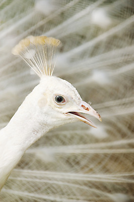 포토 JPG 해외이미지 동물 1 공원 남자 야생동물 패턴 날개 자연 조류 동물원 사람없음 야외 머리 줄무늬 활발 코트 흰색 가운 우아함 공작 깃털 질감 꼬리 부리 쇼 짝짓기 웅장함 이국적 특별함 해외202004 해외포토 옷 공공시설 컬러 컨셉 무늬 사람 신체부위 외투 생태계 파일형식 이미지허브