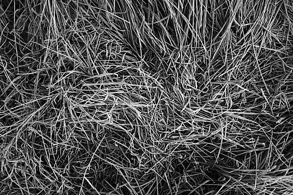 포토 JPG 해외이미지 꽃 잎 크리스마스 자연 아침 사람없음 빨간색 컬러풀 정원 얼음 가을 흰색 서리 1월 2월 정물화 해외202004 해외포토 주간 자연요소 식물 계절 기념일 컬러 날짜 그림 생태계 파일형식 이미지허브