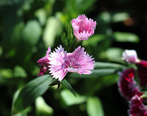 포토 JPG 해외이미지 식물 계절 꽃 분홍색 백그라운드 잎 꽃무늬 밭 자연 사람없음 빨간색 초록색 컬러풀 정원 봄 꿈 신선 그룹 강렬 해외202004 해외포토 컬러 무늬 농업 생태계 파일형식 이미지허브