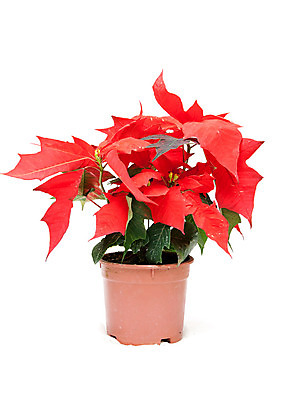 포토 JPG 해외이미지 전통 잎 겨울 자연 사람없음 장식 빨간색 초록색 컬러풀 축제 성장 축하 12월 묘사 진홍색 포인세티아 내추럴 특별함 해외202004 해외포토 식물 계절 꽃 컬러 컨셉 날짜 생태계 파일형식 이미지허브