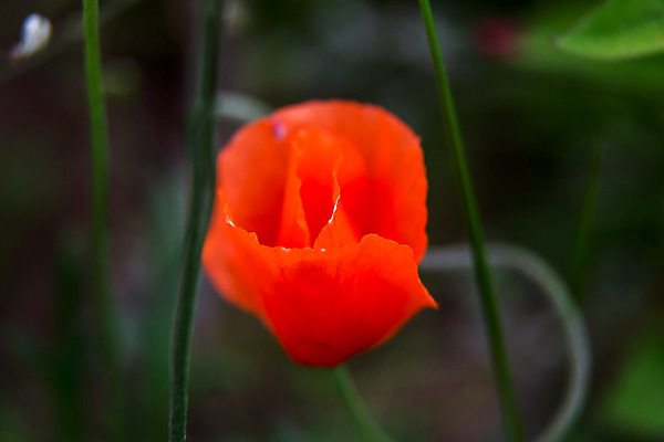 포토 JPG 해외이미지 식물 계절 꽃잎 꽃 줄기 백그라운드 꽃무늬 밭 자연 풍경 잔디 사람없음 야외 빨간색 초록색 여름 컬러풀 환경 정원 맑음 봄 벚꽃 시골 신선 개화 원예 장면 꽃가루 양귀비 내추럴 라트비아 해외202004 해외포토 컬러 무늬 농업 날씨 북유럽 취미 가루 생태계 파일형식 이미지허브