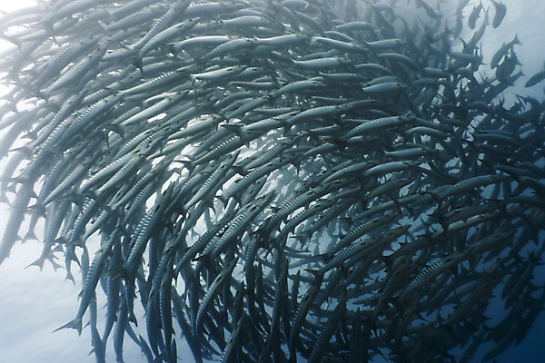 포토 JPG 해외이미지 동물 1 스포츠 바다 백그라운드 학교 자연 이집트 어류 사람없음 야외 물 바닷속 수중 수영 원형 스노클링 산호 위험 작음 인도인 엿보기 다이빙 암초 제비 깊이 식민지 많음 해외202004 해외포토 자연요소 도형 외국인 교육 컨셉 모션 아프리카 조류 동양인 수중동물 수상스포츠 자포동물 크기 생태계 수중스포츠 파일형식 이미지허브