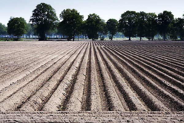 포토 JPG 해외이미지 산업 음식 밭 농업 자연 사람없음 야외 농장 흙 농촌 시골 만취 네덜란드 일렬 먼지 해외202004 해외포토 유럽 생태계 술취함 파일형식 이미지허브