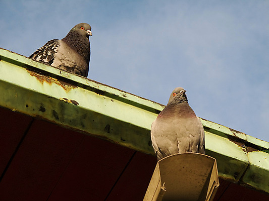 포토 JPG 해외이미지 동물 실루엣 얼굴 야생동물 날개 자연 조류 하늘 함께함 서기 앉기 사람없음 옆모습 머리 우정 회색 흰색 관찰 기다림 닫기 역 달콤 해충 작음 깃털 동료 비둘기 꼬리 부리 문제 계산서 동반자 무료 진짜 생존 해외202004 해외포토 뷰포인트 컬러 컨셉 관계 교통시설 모션 촬영기법 신체부위 친구 맛 벌레 크기 생태계 파일형식 이미지허브