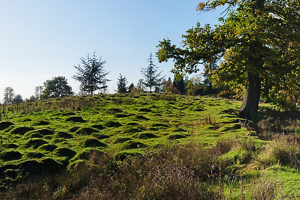 포토 JPG 해외이미지 식물 계절 꽃 분홍색 꽃무늬 밭 자연 풍경 사람없음 야외 초록색 여름 빛 태양 평화 환경 맑음 보라색 벚꽃 가을 시골 개화 제비꽃 언덕 내추럴 해외202004 해외포토 자연요소 컬러 컨셉 무늬 농업 날씨 생태계 파일형식 이미지허브