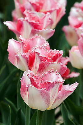 포토 JPG 해외이미지 모양 꽃 백그라운드 자연 사람없음 정원 봄 튤립 그림 해외202004 해외포토 식물 계절 생태계 파일형식 이미지허브